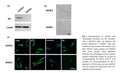 Immortalized Mouse Schwann Cells (IKARS1) | Applied Biological Materials (abm)