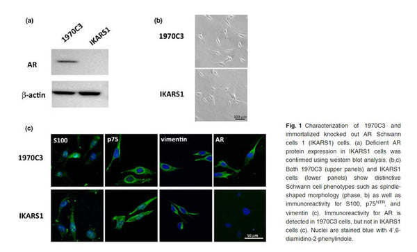 Immortalized Mouse Schwann Cells (IKARS1) | Applied Biological Materials (abm)