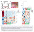 Immortalized Preadipocyte Clonal Cell Line SCF3-8; Type 2 | Applied Biological Materials (abm)