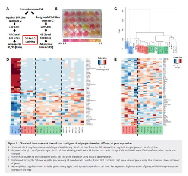 Immortalized Preadipocyte Clonal Cell Line SCF1-12; Type 3 | Applied Biological Materials (abm)