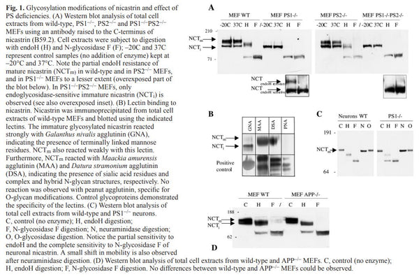 Immortalized MEF Psen1/2⁻ᐟ⁻ Cells | Applied Biological Materials (abm)