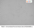 Immortalized Porcine Breast Cells (PIGMAMBRc-) | Applied Biological Materials (abm)