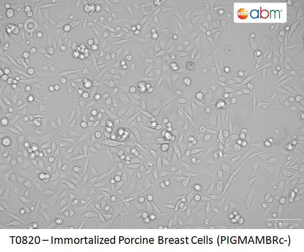 Immortalized Porcine Breast Cells (PIGMAMBRc-) | Applied Biological Materials (abm)