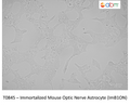 Immortalized Mouse Optic Nerve Astrocyte (ImB1ON) | Applied Biological Materials (abm)