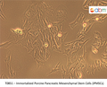 Immortalized Porcine Pancreatic Mesenchymal Stem Cells (iPMSCs) | Applied Biological Materials (abm)