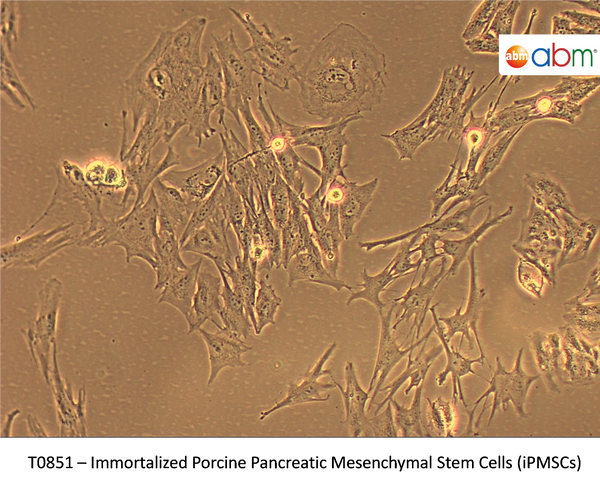 Immortalized Porcine Pancreatic Mesenchymal Stem Cells (iPMSCs) | Applied Biological Materials (abm)