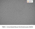 Immortalized Mouse Oral Keratinocytes (IMOK) | Applied Biological Materials (abm)