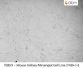 Mouse Kidney Mesangial Cell Line (FVB+/+) | Applied Biological Materials (abm)