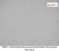 Immortalized Mouse Fetal Hypothalamic Neural Stem Cells (AC1) | Applied Biological Materials (abm)