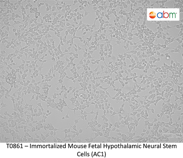 Immortalized Mouse Fetal Hypothalamic Neural Stem Cells (AC1) | Applied Biological Materials (abm)