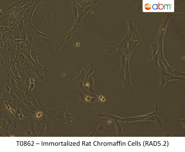 Immortalized Rat Chromaffin Cells (RAD5.2) | Applied Biological Materials (abm)