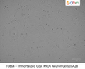 Immortalized Goat KNDy Neuron Cells (GA28) | Applied Biological Materials (abm)