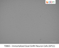 Immortalized Goat GnRH Neuron Cells (GP11) | Applied Biological Materials (abm)
