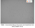 Immortalized Mouse Pancreatic Islet Endothelial Cells (MS1/19dd#7 rho-0) | Applied Biological Materials (abm)