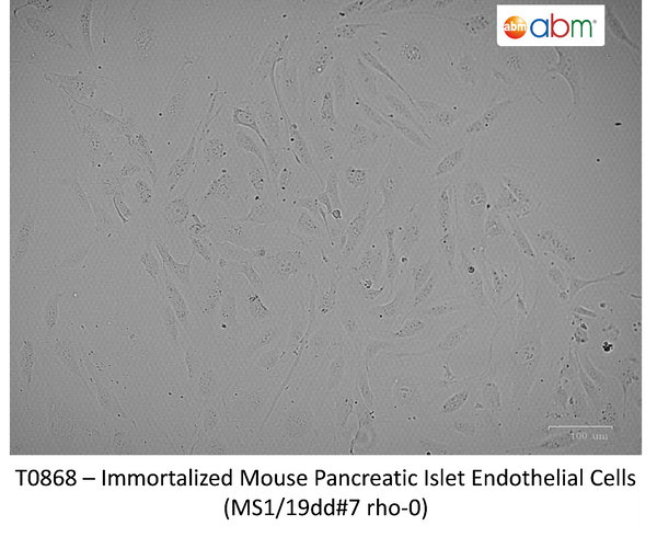 Immortalized Mouse Pancreatic Islet Endothelial Cells (MS1/19dd#7 rho-0) | Applied Biological Materials (abm)