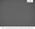 Immortalized Rett Mouse Ear Tip Fibroblast Cells (iETF-Mecp2-R255X) | Applied Biological Materials (abm)