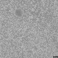 T2 cell