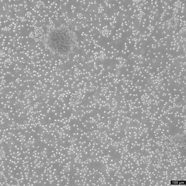 T2 cell
