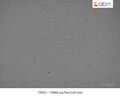 T1860-LucTom Cell Line | Applied Biological Materials (abm)
