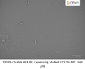 Stable HEK293 Expressing Mutant UQCRB-MT1 Cell Line | Applied Biological Materials (abm)