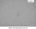 AXL Stable Ba/F3 Cell Line | Applied Biological Materials (abm)