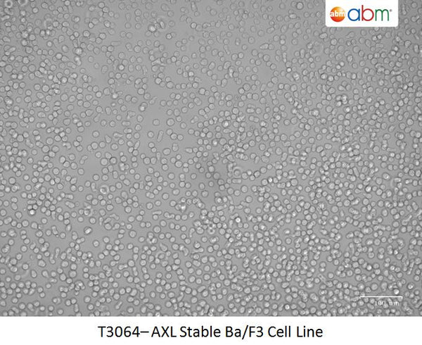 AXL Stable Ba/F3 Cell Line | Applied Biological Materials (abm)