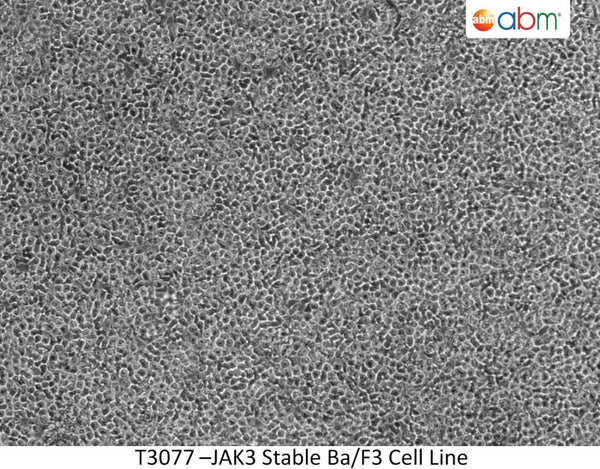 JAK3 Stable Ba/F3 Cell Line | Applied Biological Materials (abm)