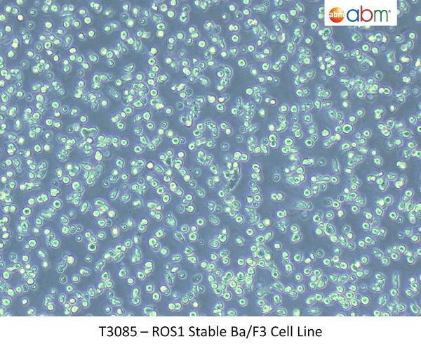 ROS1 Stable Ba/F3 Cell Line | Applied Biological Materials (abm)