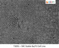SRC Stable Ba/F3 Cell Line | Applied Biological Materials (abm)