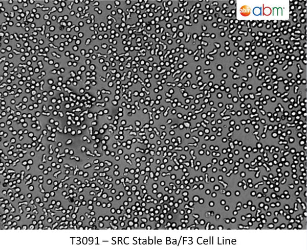 SRC Stable Ba/F3 Cell Line | Applied Biological Materials (abm)