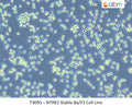 NTRK2 Stable Ba/F3 Cell Line | Applied Biological Materials (abm)