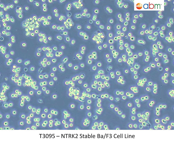 NTRK2 Stable Ba/F3 Cell Line | Applied Biological Materials (abm)