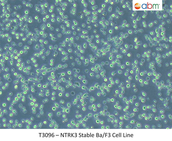 NTRK3 Stable Ba/F3 Cell Line | Applied Biological Materials (abm)