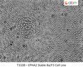 EPHA2 Stable Ba/F3 Cell Line | Applied Biological Materials (abm)