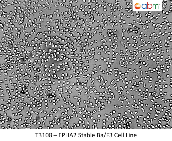 EPHA2 Stable Ba/F3 Cell Line | Applied Biological Materials (abm)