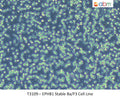 EPHB1 Stable Ba/F3 Cell Line | Applied Biological Materials (abm)