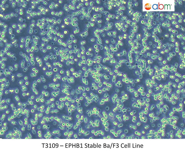 EPHB1 Stable Ba/F3 Cell Line | Applied Biological Materials (abm)