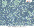 PTK2 Stable Ba/F3 Cell Line | Applied Biological Materials (abm)