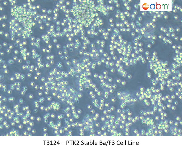 PTK2 Stable Ba/F3 Cell Line | Applied Biological Materials (abm)