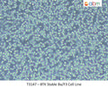 BTK Stable Ba/F3 Cell Line | Applied Biological Materials (abm)