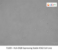 HLA-DQ8 Expressing Stable K562 Cell Line | Applied Biological Materials (abm)