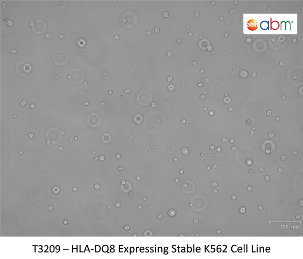HLA-DQ8 Expressing Stable K562 Cell Line | Applied Biological Materials (abm)