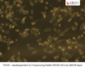 Apolipoprotein A-1 Expressing Stable MC38 Cell Line (MC38 Apo) | Applied Biological Materials (abm)