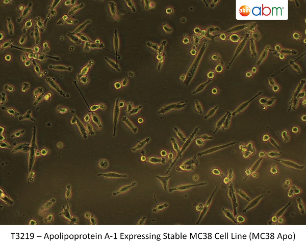 Apolipoprotein A-1 Expressing Stable MC38 Cell Line (MC38 Apo) | Applied Biological Materials (abm)