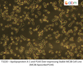 Apolipoprotein A-1 and P144 Over-expressing Stable MC38 Cell Line (MC38 ApoLinkerP144) | Applied Biological Materials (abm)