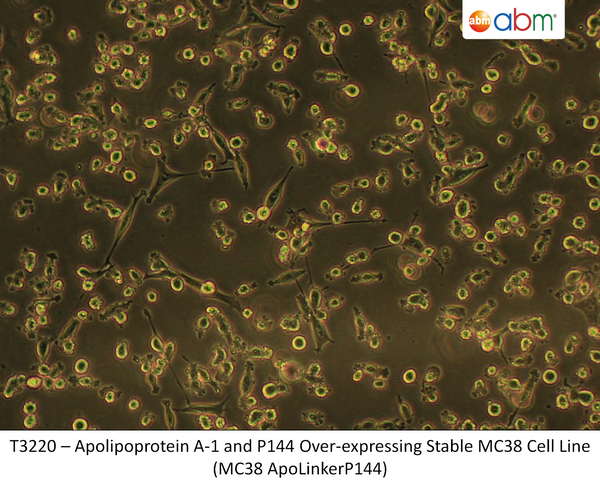 Apolipoprotein A-1 and P144 Over-expressing Stable MC38 Cell Line (MC38 ApoLinkerP144) | Applied Biological Materials (abm)