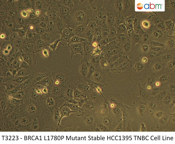 BRCA1 L1780P Mutant Stable HCC1395 TNBC Cell Line | Applied Biological Materials (abm)