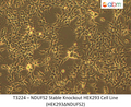 NDUFS2 Stable Knockout HEK293 Cell Line (HEK293ΔNDUFS2) | Applied Biological Materials (abm)
