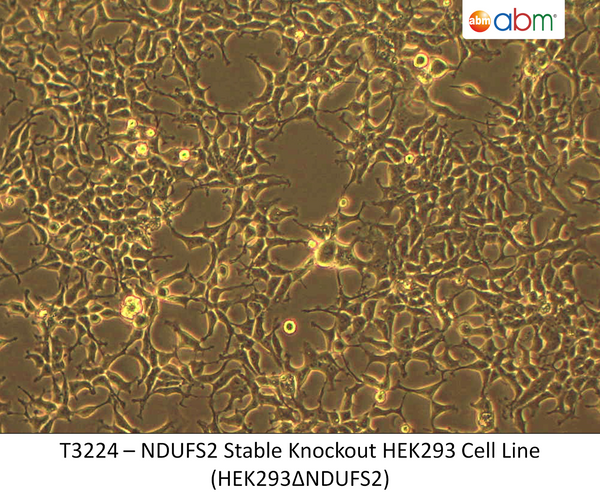 NDUFS2 Stable Knockout HEK293 Cell Line (HEK293ΔNDUFS2) | Applied Biological Materials (abm)