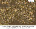 HEK293 Stably Expressing human Ephrin Type-B Receptor 4 (293-human EPHB4.puroR.GFP) | Applied Biological Materials (abm)